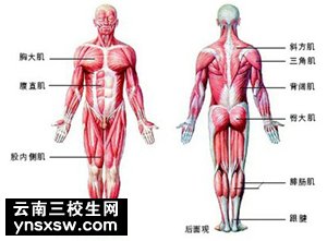 云南省三校生解剖技能